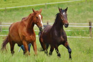 cheval