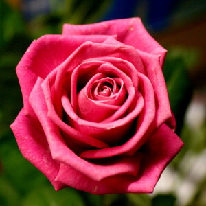 rose rose