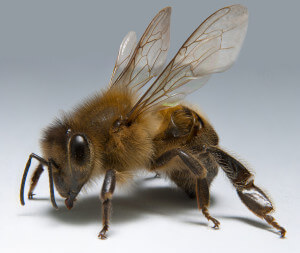 abeille