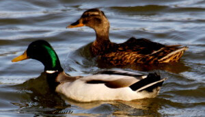 canard canard