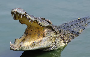 crocodile