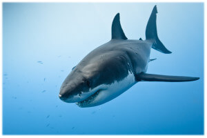 requin